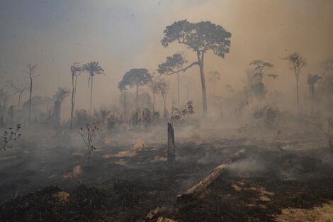 Brasil: Pantanal, el mayor humedal del planeta, en peligro por los incendios forestales