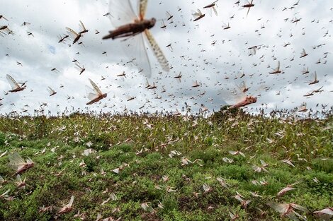 Buscan evitar que la plaga de langostas del norte argentino se convierta en una “pesadilla”