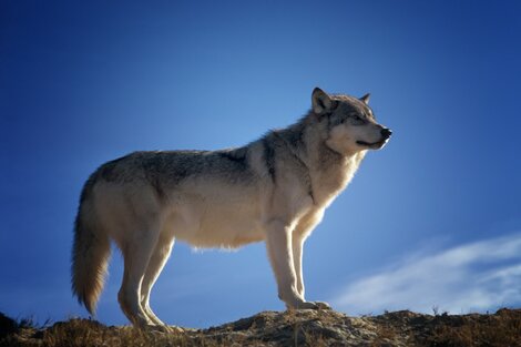 Descubren restos del perro más antiguo de América