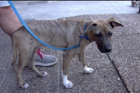 Cómo está hoy "Noel", el cachorrito cruelmente abandonado en Nochebuena