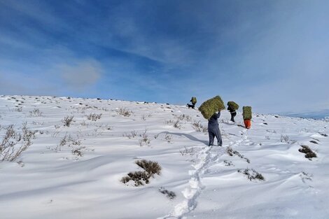 Alerta por el temporal de nieve en la Patagonia: Varias localidades continúan aisladas