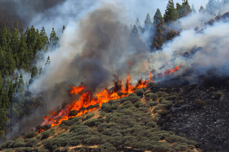 Un frente del incendio en la Gran Canaria.