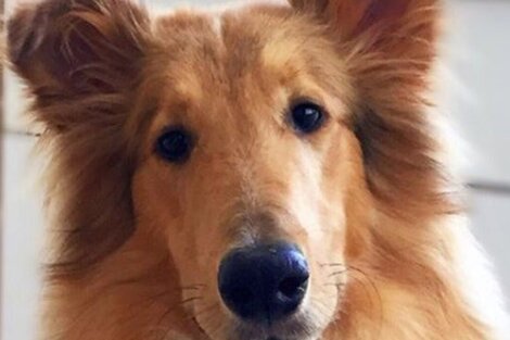 Dylan, el perro de Alberto Fernández