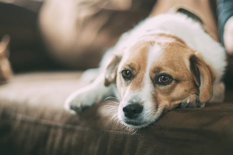 La rara enfermedad que aqueja a los perros en Noruega ya provocó que 25 murieran.