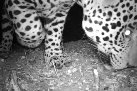 Un geolocalizador para el yaguareté de El Impenetrable