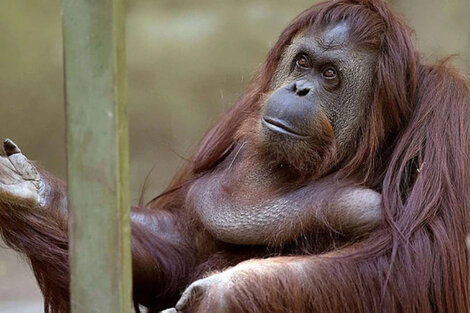 La orangutana Sandra, del Ecoparque a Estados Unidos