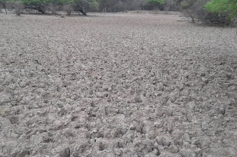 La sequía en el Chaco salteño afecta al 80% de los productores