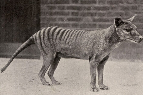 El tigre de Tasmania podría seguir con vida