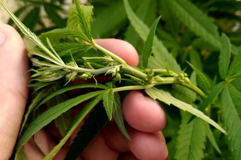 Juicio en Jujuy por cultivo de cannabis para uso medicinal