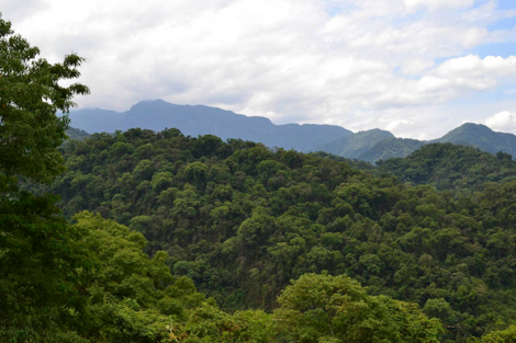 Se invirtieron menos de $30 por hectárea para conservar bosques