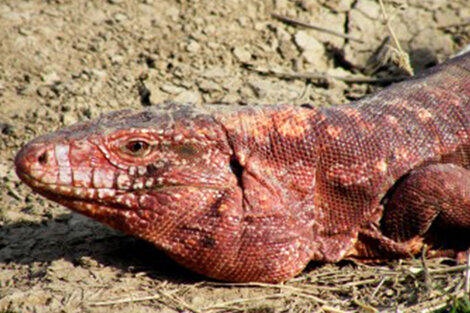 Autorizan la caza de iguanas coloradas para consumo humano