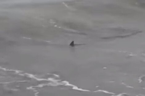 Temor por la presencia de tiburones en las playas de Monte Hermoso