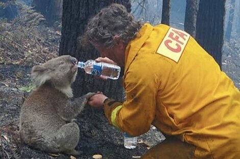 Koalas: hacia la extinción definitiva