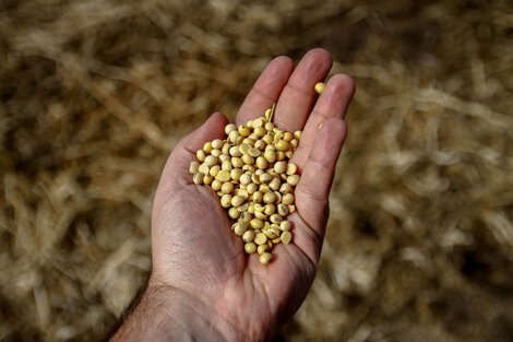 La agricultura pampeana tiene una productividad promedio mayor que la industria gracias a la extraordinaria dotación de factores naturales existente en Argentina.