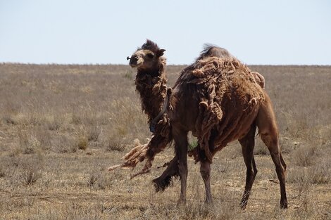 En Australia matarán a unos 10.000 camellos salvajes por la sequía