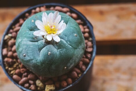 Cuando las plantas sagradas llegan a las ciudades