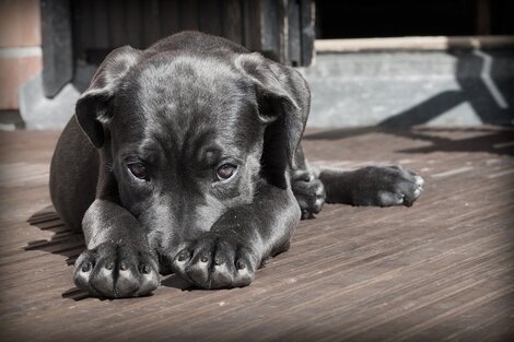 Detectan el primer perro con coronavirus