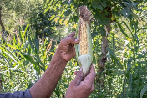 La huerta en el barrio, otra forma de asegurarse alimento 