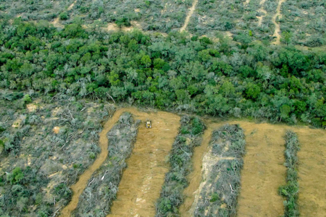 En 15 días desmontaron más de 800 hectáreas en Salta