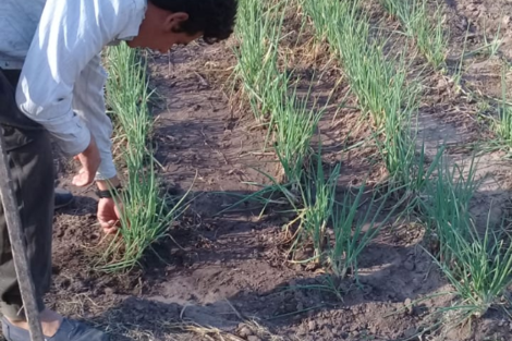 La cuarentena, una complicación más para el campesinado