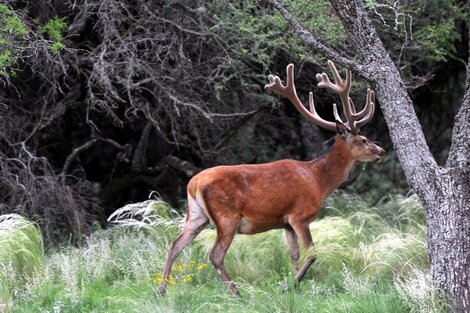 Aislamiento social y fauna silvestre en las ciudades 