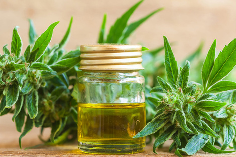Quienes tengan indicado el cannabis medicinal podrán obtenerlo en las farmacias.