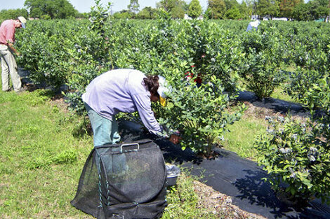 Los trabajadores rurales cobrarán $5000 por la actualización del Intercosecha