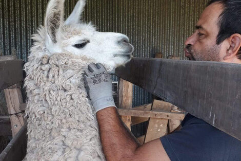 Spike, la heroína capaz de ponerle un freno al coronavirus y Diego Franco.