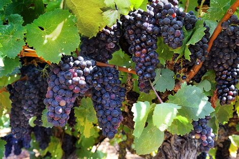 Las ventas de vino están ligadas a la gastronomía y el turismo. 