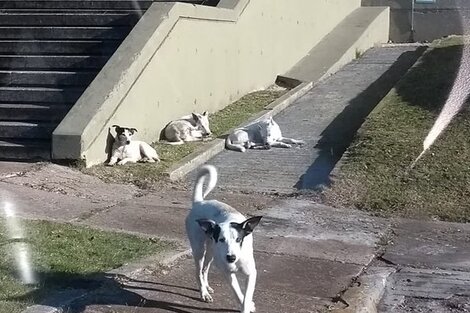 Jaurías al ataque en Ciudad Universitaria