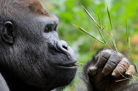 Mataron a Rafiki, uno de los últimos gorilas de montaña de Uganda