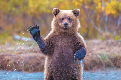Pagina 12 El Abrazo Del Oso Vuelvo Al Bosque Estoy Contento De Verdad 2020 titulos com ar