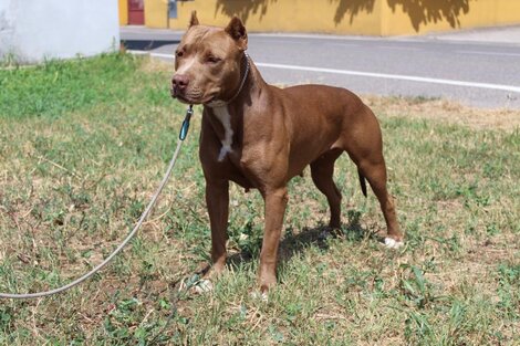 Dos pitbull mataron a un joven que ingresó a una casa en La Plata