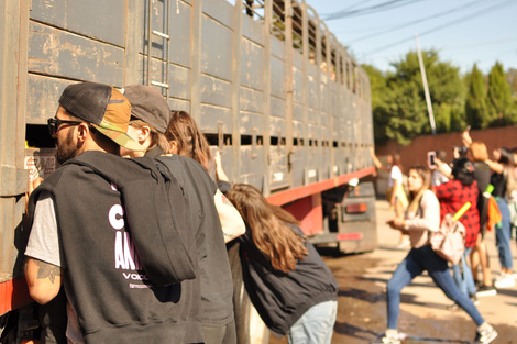 Le cantan y susurran al ganado al entrar al matadero.