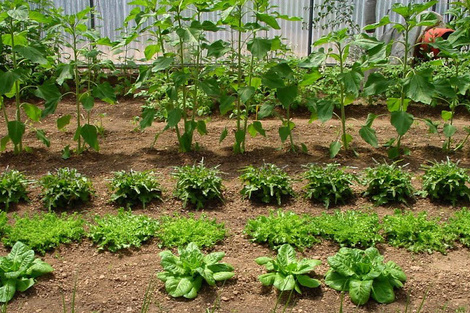 "Debemos elegir qué comemos", dicen las Nutricias.
