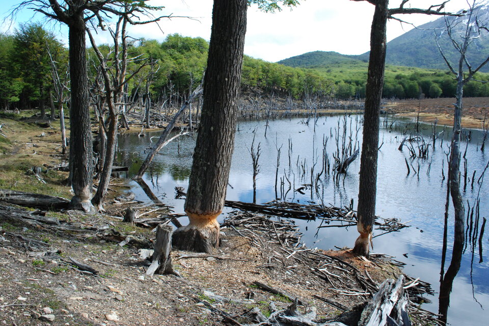 Tierra del Fuego sale a matar 100.000 castores para salvar su bosque