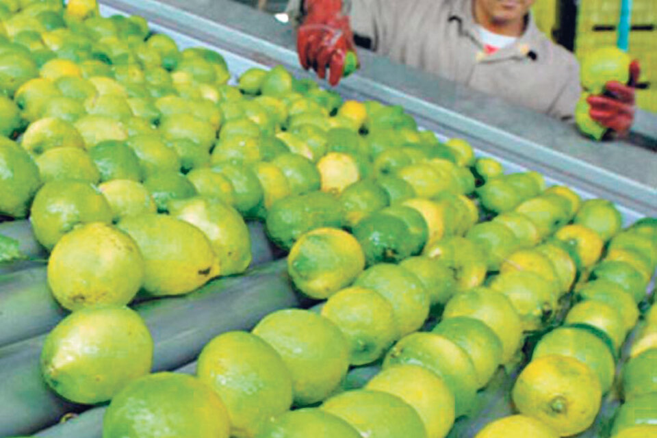 La Argentina es el primer país productor de limón en el mundo y Tucumán lidera esa producción.