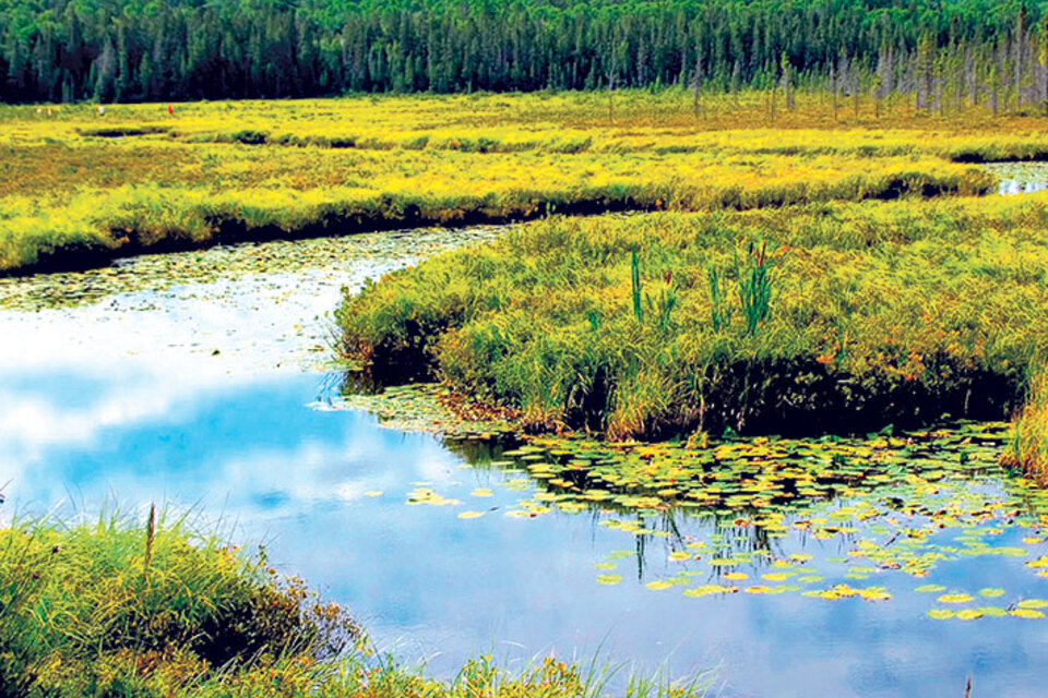 Los humedales regulan el caudal del agua y atenúan inundaciones.