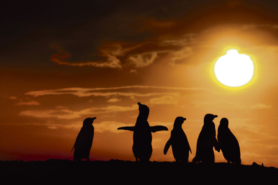 La pingüinera de El Pedral ofrece una experiencia de avistaje agreste y sin nadie a la vista. (Fuente: Kevin Zaouali)