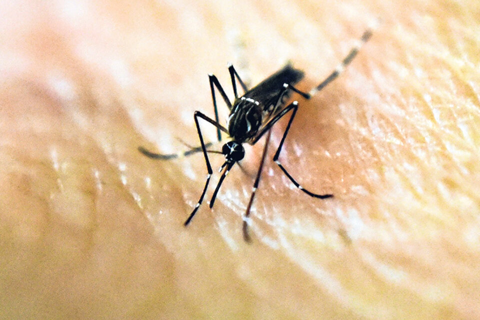 La cruza de mosquitos autóctonos con los del subtipo africano produjo insectos más invasivos. (Fuente: AFP)