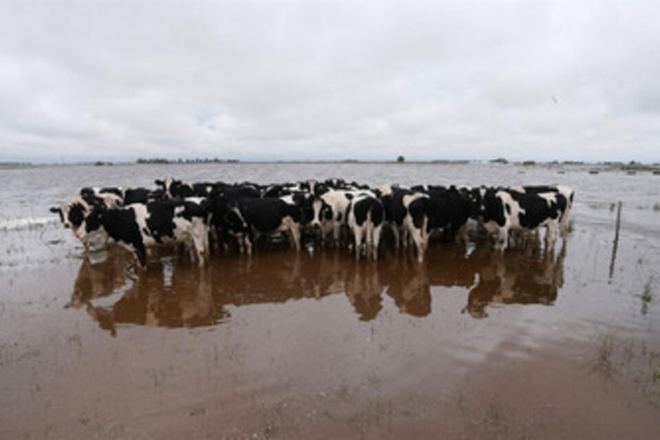 Una postal repetida. Las vacas lecheras buscan suelo firme para poder pastar unas horas.
