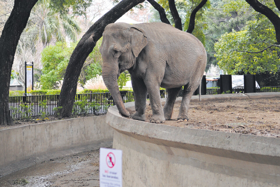 Al ser de origen diferente, las elefantas del zoo no pueden estar juntas. (Fuente: Guadalupe Lombardo)