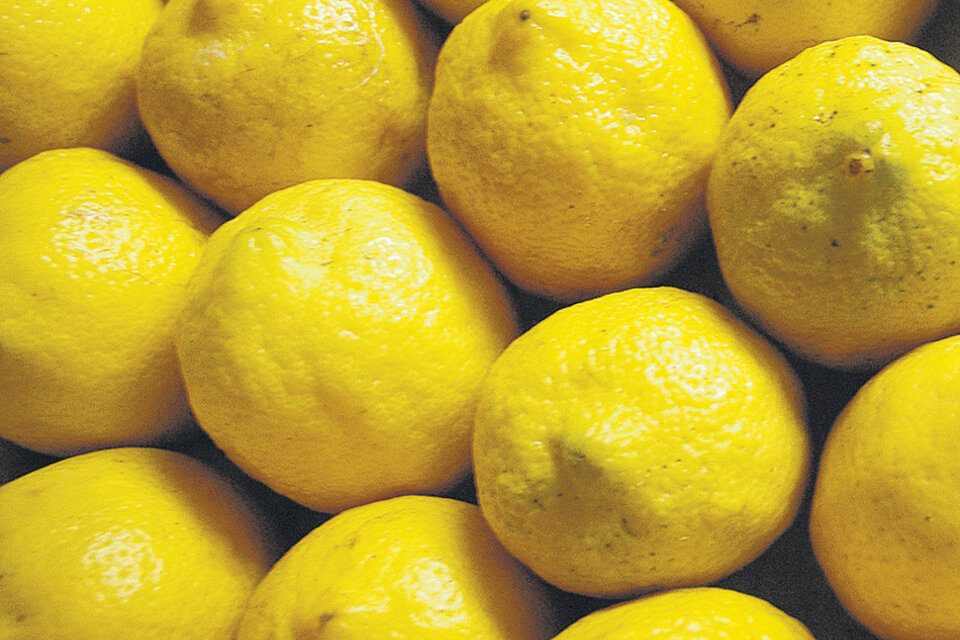 Los productores citrícolas pensaban destinar unas 10.000 hectáreas a la producción para exportar a EE.UU. (Fuente: Guadalupe Lombardo)