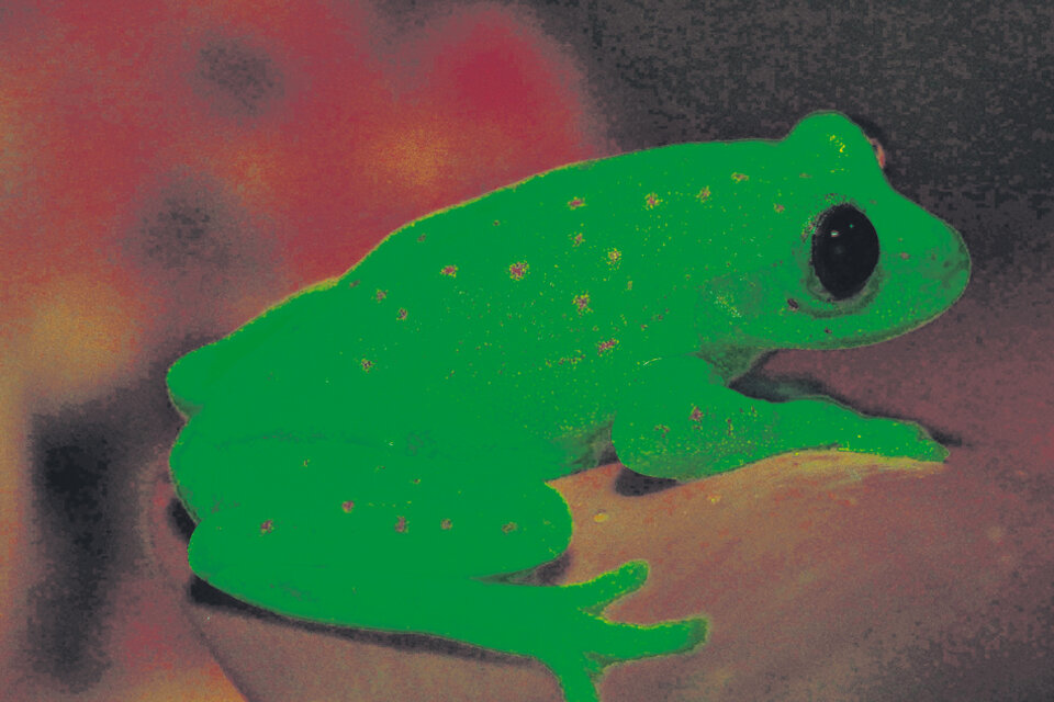 Esta rana es el primer anfibio fluorescente documentado científicamente.