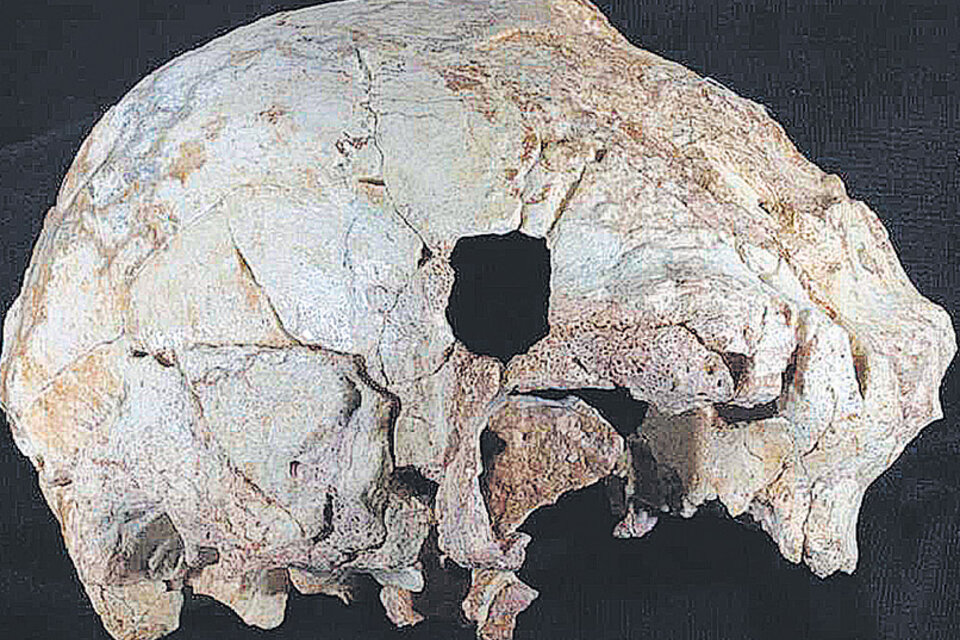 Es el cráneo fósil de homínido más antiguo hallado en la península Ibérica.