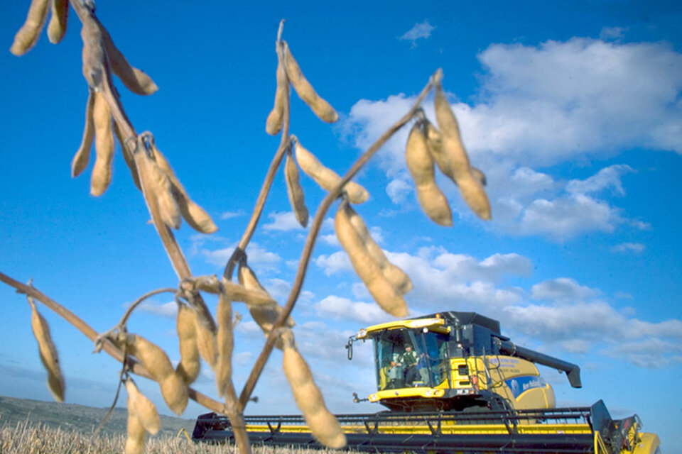 El precio interno de la soja cayó un 15 por ciento en 45 días. (Fuente: Alejandro Elías)