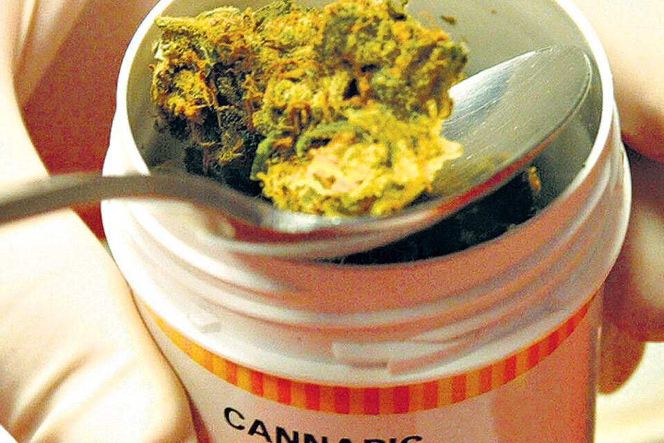 La ley nacional sobre uso legal del cannabis medicinal fue sancionada el 29 de marzo pasado.