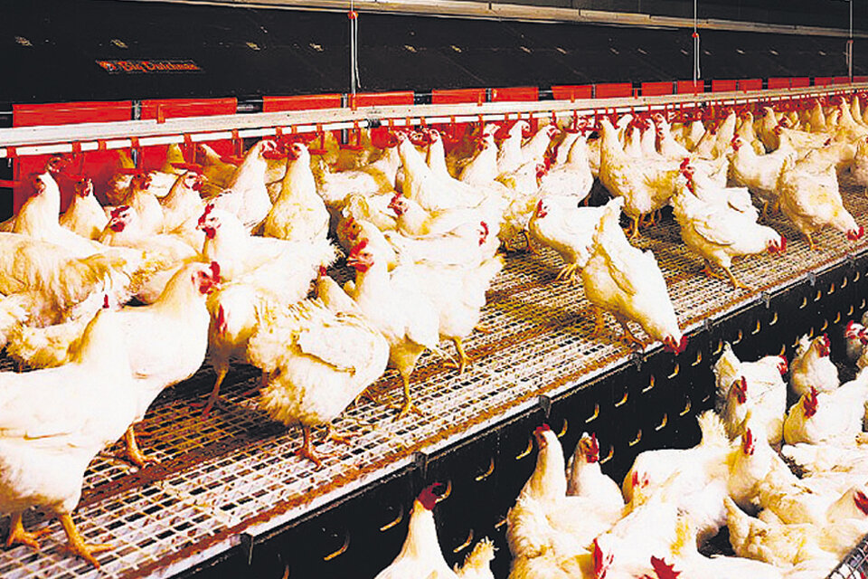 La crisis del sector avícola