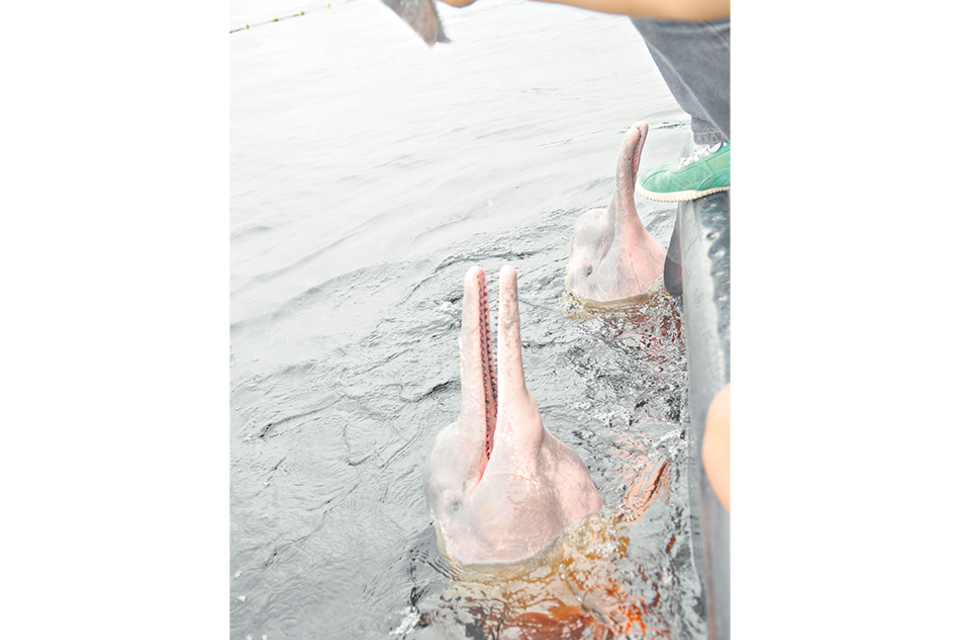 El delfín rosado vive en aguas fluviales de la cuenca amazónica. (Fuente: Sandra Cartasso)