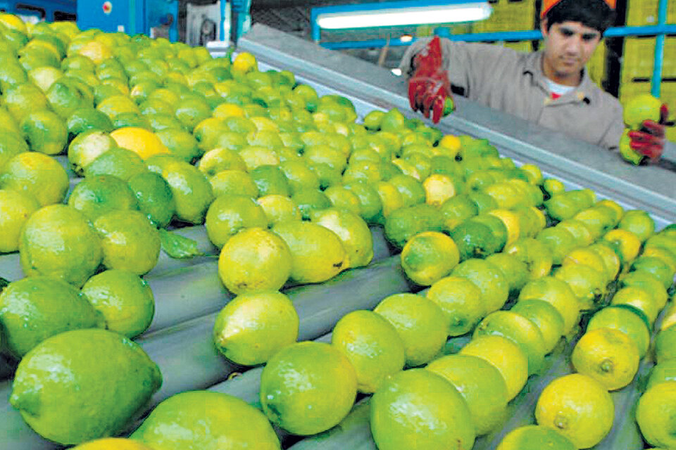 La exportación de limones a Estados Unidos aportará apenas 20 millones de dólares al comercio externo.